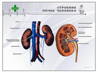 Стенд "Строение почки человека" - fgospostavki.ru - Норильск