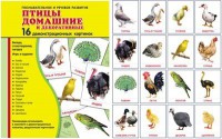 Демонстрационные карточки "Птицы домашние и декоративные" - fgospostavki.ru - Норильск
