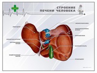 Стенд "Строение печени человека" - fgospostavki.ru - Норильск