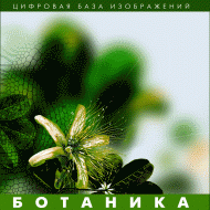 Ботаника. (Цифровая база изображений) - fgospostavki.ru - Норильск
