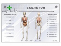 Электрифицированный стенд-тренажер "Скелетон" - fgospostavki.ru - Норильск