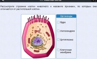Интерактивные курсы. Биология 8 класс. Базовый - fgospostavki.ru - Норильск