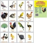Раздаточные карточки "Птицы домашние и декоративные" - fgospostavki.ru - Норильск