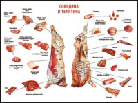 Таблица "Правила разделки мясных туш. Говядина и телятина" (100х140 сантиметров, винил) - fgospostavki.ru - Норильск