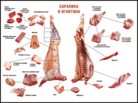 Таблица "Правила разделки мясных туш. Баранина и ягнятина" (100х140 сантиметров, винил) - fgospostavki.ru - Норильск