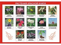 Таблица демонстрационная "Растения Красной книги" (винил 100*140) - fgospostavki.ru - Норильск
