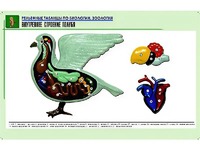 Рельефная таблица "Внутреннее строение голубя" (формат А1, матовое ламинирование) - fgospostavki.ru - Норильск