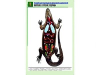 Рельефная таблица "Внутреннее строение ящерицы" (формат А1, матовое ламинирование) - fgospostavki.ru - Норильск