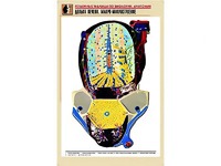 Рельефная таблица "Долька печени. Макро-микростроение" (формат А1, матовое ламинирование) - fgospostavki.ru - Норильск