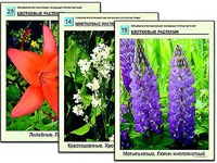 Гербарий фотографический "Основные группы растений" - fgospostavki.ru - Норильск