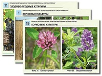 Гербарий фотографический "Сельскохозяйственные растения России" - fgospostavki.ru - Норильск