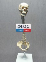 Модель "Позвоночник с черепом и тазом" - fgospostavki.ru - Норильск
