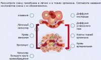 Интерактивные курсы. Биология 9 класс. Расширенный. - fgospostavki.ru - Норильск