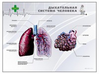 Стенд "Дыхательная система человека" - fgospostavki.ru - Норильск