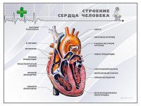 Стенд "Строение сердца человека" - fgospostavki.ru - Норильск