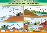 Таблица "Круговорот веществ в биосфере" (100х140 сантиметров, винил) - fgospostavki.ru - Норильск