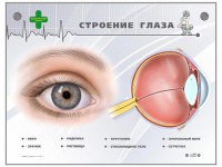 Интерактивный стенд "Строение глаза" - fgospostavki.ru - Норильск