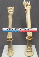 Скелет конечности лошади (передняя и задняя) на подставке - fgospostavki.ru - Норильск