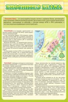 Стенд "Биосинтез белка" - fgospostavki.ru - Норильск