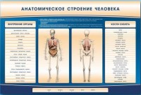 Электрифицированный стенд-тренажер c макетом скелета "Анатомическое строение человека" - fgospostavki.ru - Норильск