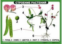 Комплект таблиц "Ознакомление с окружающим миром 1-4 класс" - fgospostavki.ru - Норильск