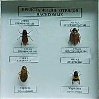 Коллекция энтомологическая "Представители отряда насекомых" - fgospostavki.ru - Норильск