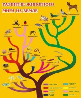Стенд "Развитие животного мира на земле" - fgospostavki.ru - Норильск