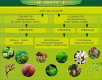 Стенд "Систематика растений" - fgospostavki.ru - Норильск