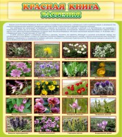 Стенд "Красная книга - растения" - fgospostavki.ru - Норильск