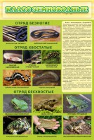 Стенд "Класс земноводные" - fgospostavki.ru - Норильск