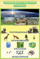 Стенд "Уровни организации живого" - fgospostavki.ru - Норильск
