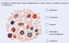 Интерактивные курсы. Биология 11 класс. Расширенный. - fgospostavki.ru - Норильск