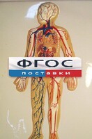Модель барельефная "Кровеносная система человека" - fgospostavki.ru - Норильск