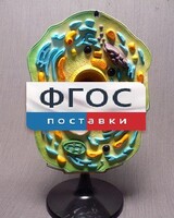 Модель "Клетка растения" - fgospostavki.ru - Норильск