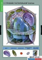 Комплект таблиц. Биология. Вещества растений. Клеточное строение. - fgospostavki.ru - Норильск