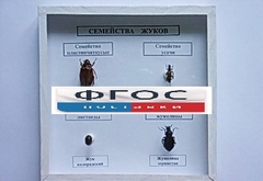 Коллекция "Семейство жуков" - fgospostavki.ru - Норильск