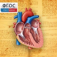 Анатомия (Цифровой атлас школьника) - fgospostavki.ru - Норильск