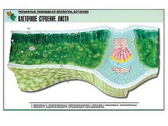 Рельефная таблица "Клеточное строение листа" (формат А1, матовое ламинирование) - fgospostavki.ru - Норильск