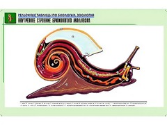 Рельефная таблица "Внутреннее строение брюхоногого моллюска" (формат А1, матовое ламинирование) - fgospostavki.ru - Норильск
