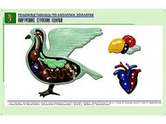 Рельефная таблица "Внутреннее строение голубя" (формат А1, матовое ламинирование) - fgospostavki.ru - Норильск