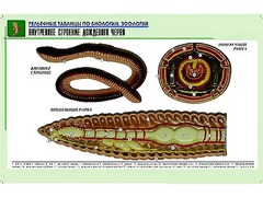 Рельефная таблица "Внутреннее строение дождевого червя" (формат А1, матовое ламинирование) - fgospostavki.ru - Норильск
