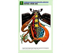 Рельефная таблица "Внутреннее строение жука" (формат А1, матовое ламинирование) - fgospostavki.ru - Норильск