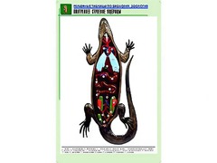 Рельефная таблица "Внутреннее строение ящерицы" (формат А1, матовое ламинирование) - fgospostavki.ru - Норильск