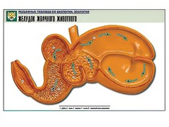 Рельефная таблица "Желудок жвачного животного" (формат А1, матовое ламинирование) - fgospostavki.ru - Норильск