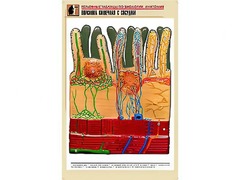 Рельефная таблица "Ворсинка кишечная с сосудом" (формат А1, матовое ламинирование) - fgospostavki.ru - Норильск