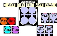 Модель-аппликация "Биосинтез белка" (ламинированная) - fgospostavki.ru - Норильск