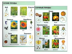 Коллекция "Семена и плоды" - fgospostavki.ru - Норильск