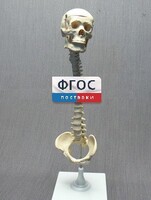 Модель "Позвоночник с черепом и тазом" - fgospostavki.ru - Норильск