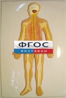 Модель барельефная "Нервная система человека" - fgospostavki.ru - Норильск
