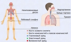 Интерактивные курсы. Биология 9 класс. Базовый. - fgospostavki.ru - Норильск